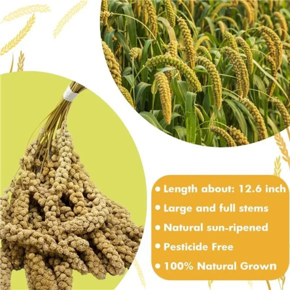 1LB Spray Millet Treat for Birds Parakeets, Natural Sun-Dried Birds Millet